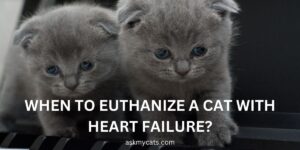 When To Euthanize A Cat With Heart Failure?