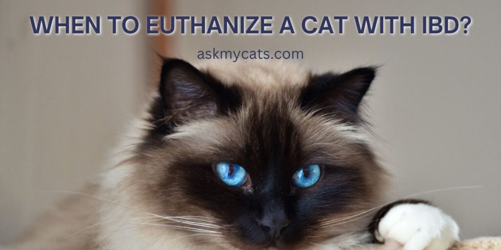 When To Euthanize A Cat With IBD
