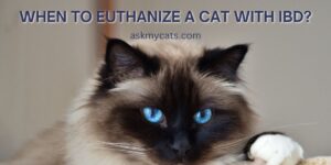 When To Euthanize A Cat With IBD? (Experts Opinion)