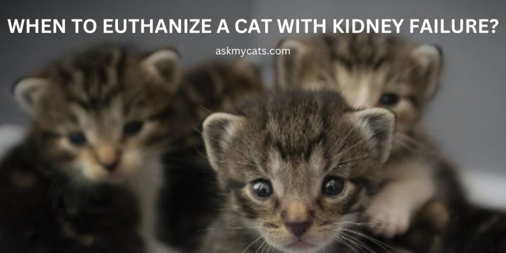 When To Euthanize A Cat With Kidney Failure