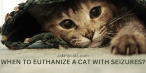 When To Euthanize A Cat With Seizures? (Explained)