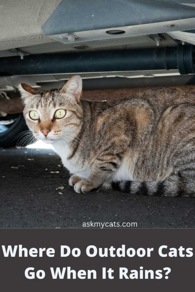 Where Do Outdoor Cats Go When It Rains?