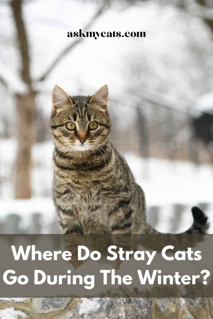 Where Do Stray Cats Go During The Winter?