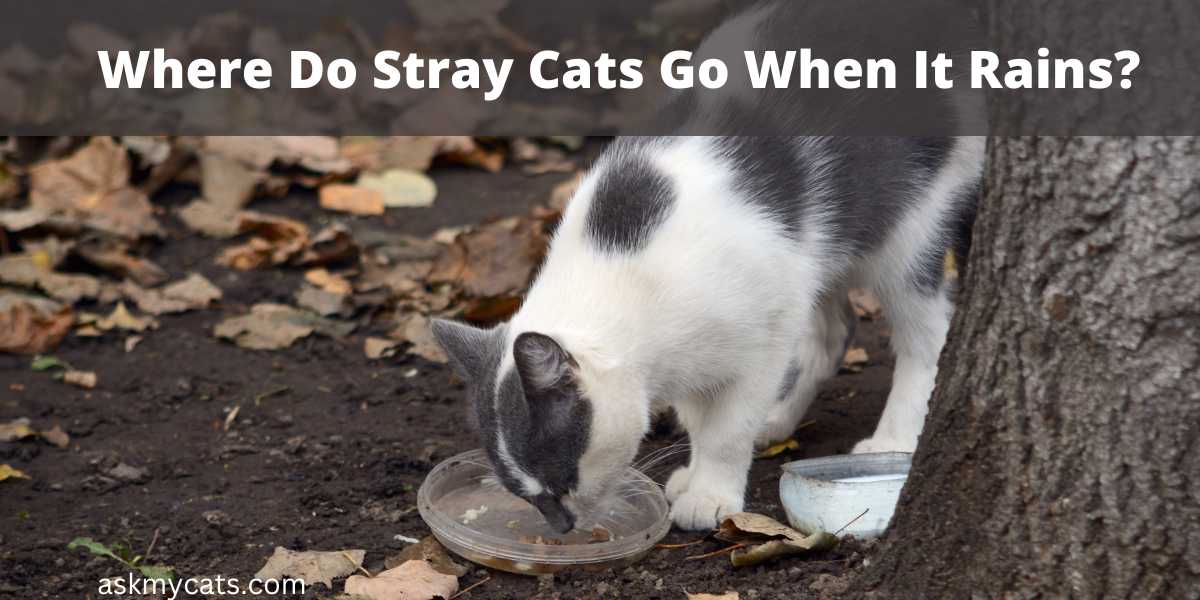 Where Do Stray Cats Go When It Rains?