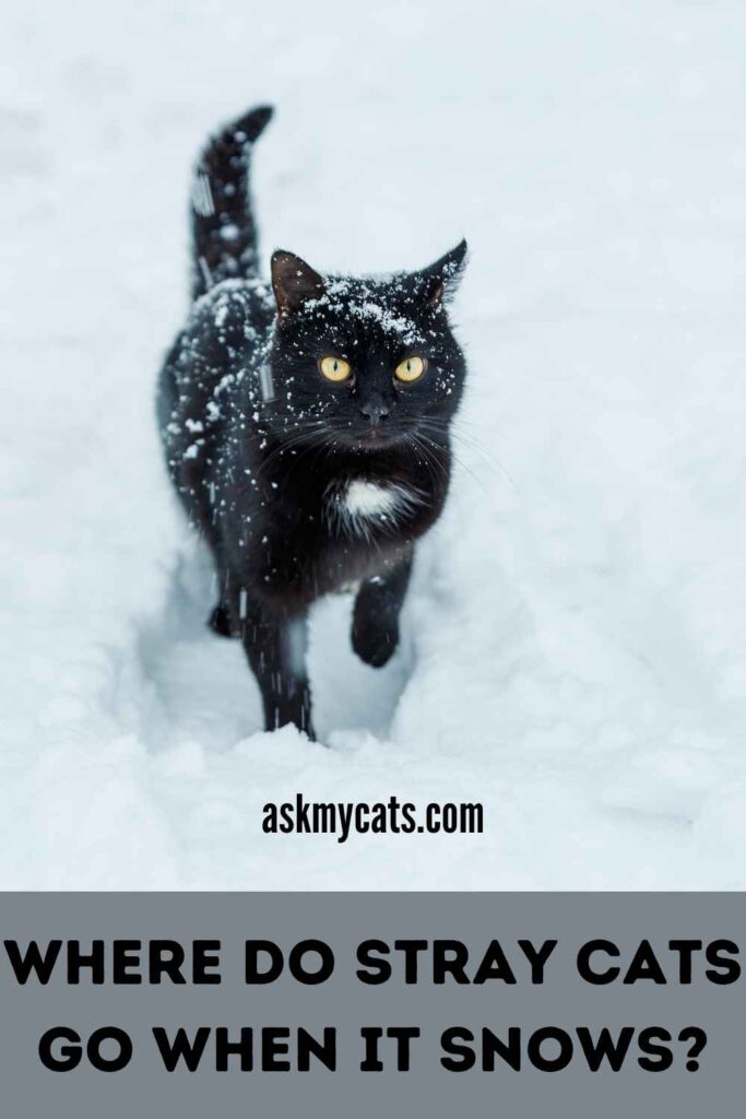 Where Do stray Cats Go When It Snows?
