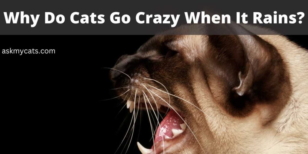 Why Do Cats Go Crazy When It Rains?
