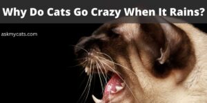 Why Do Cats Go Crazy When It Rains?
