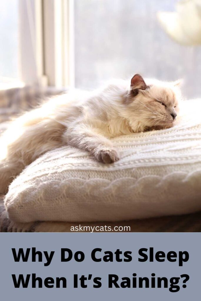 Why Do Cats Sleep When It’s Raining?