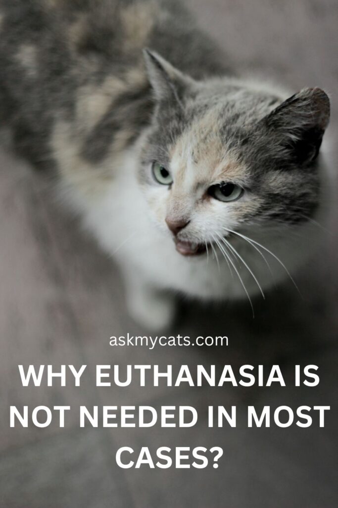 Why Euthanasia Is Not Needed In Most Cases