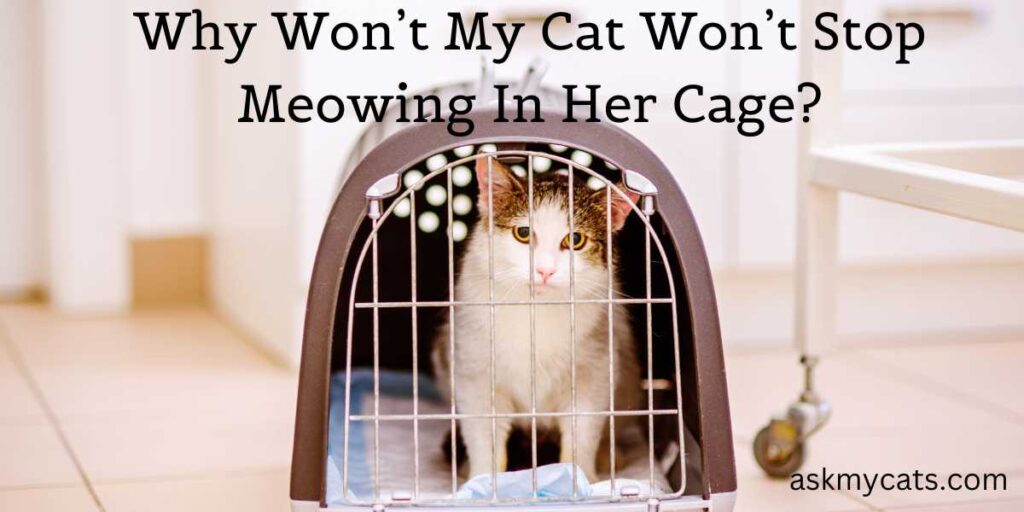 Why Won’t My Cat Won’t Stop Meowing In Her Cage?