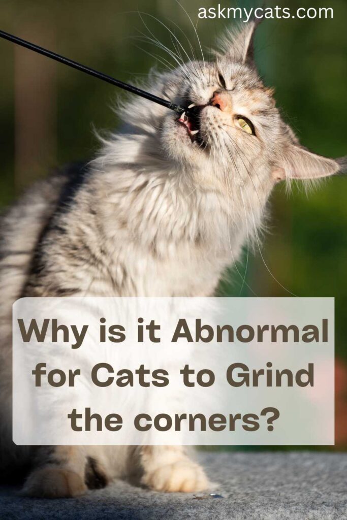 Why is it Abnormal for Cats to Grind the corners?