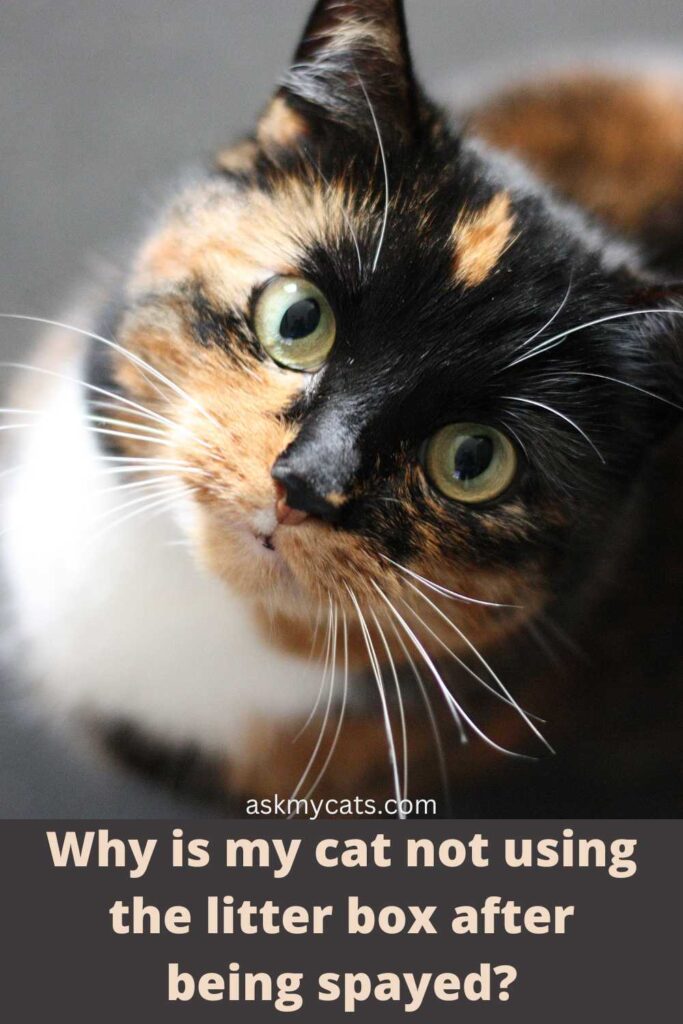 Why Do Cats Not Use Litter Boxes After Being Spayed?