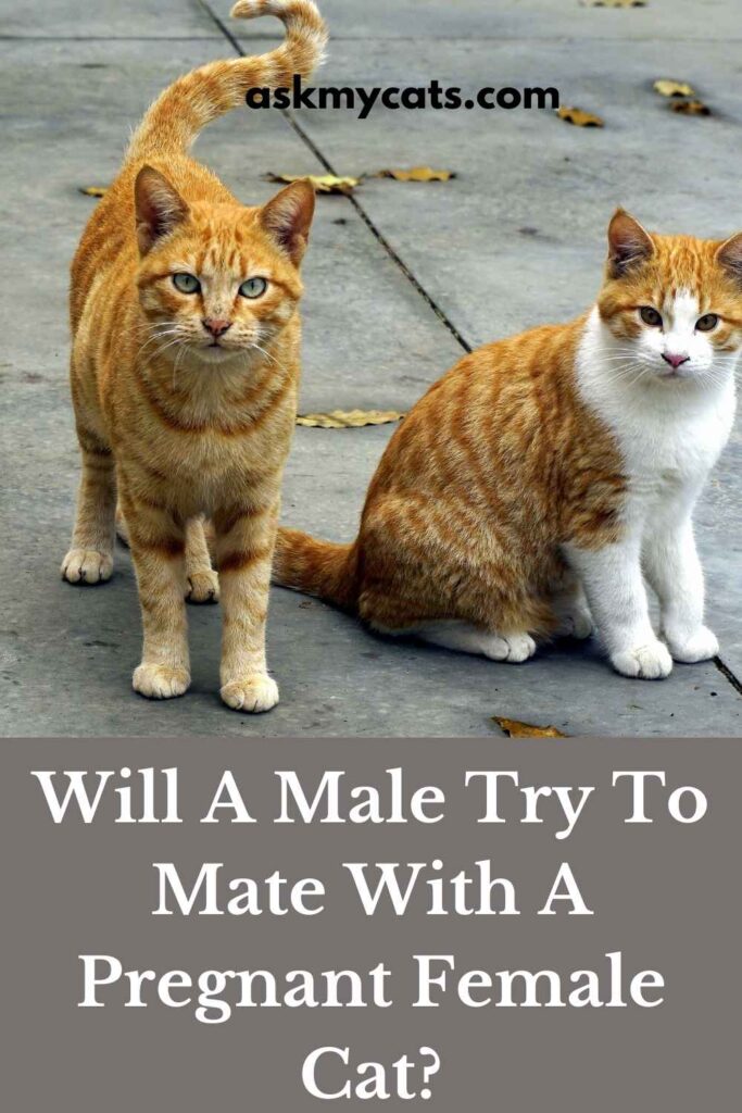 Will A Male Try To Mate With A Pregnant Female Cat?