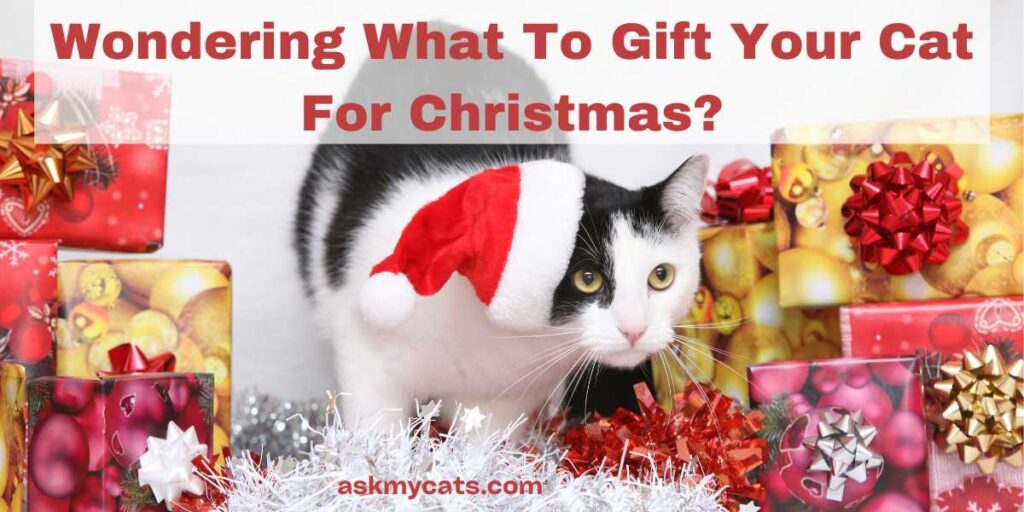 Wondering What To Gift Your Cat For Christmas?
