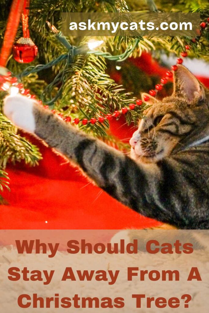 Why Should Cats Stay away From A Christmas Tree?