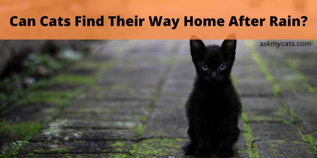 how-do-cats-find-their-way-home-youtube