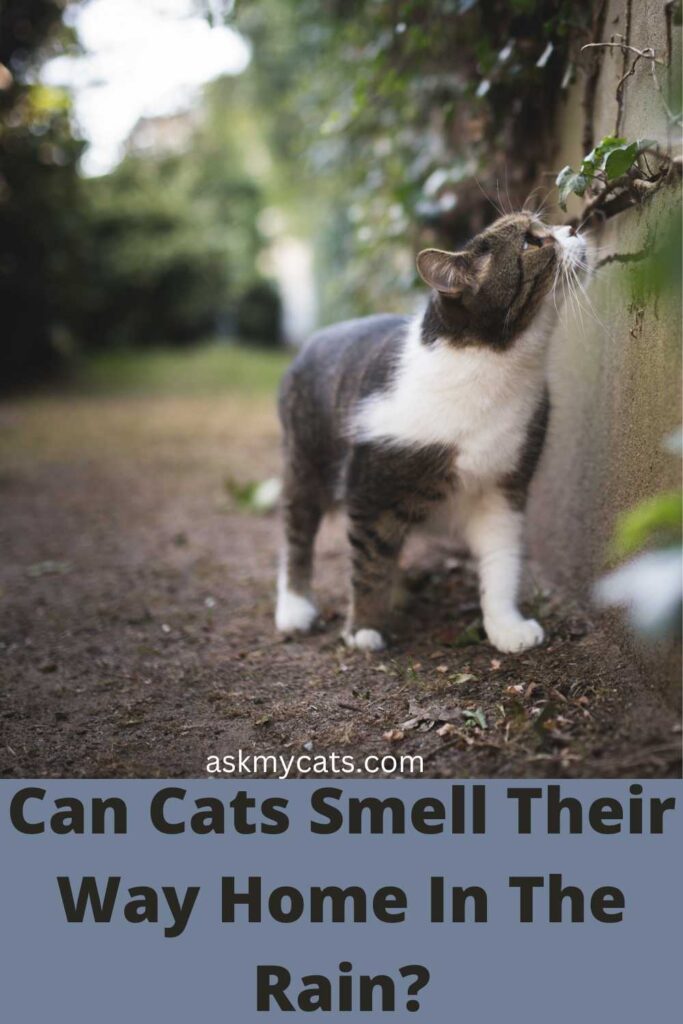 Can Cats Smell Their Way Home In The Rain?
