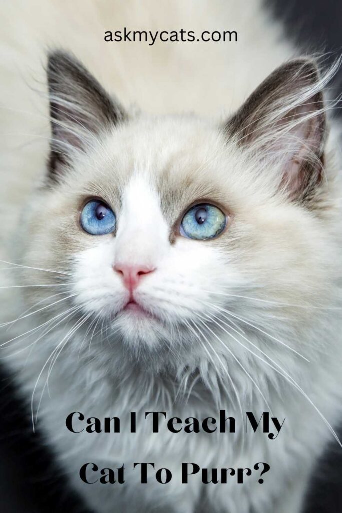 Can I Teach My Cat To Purr?