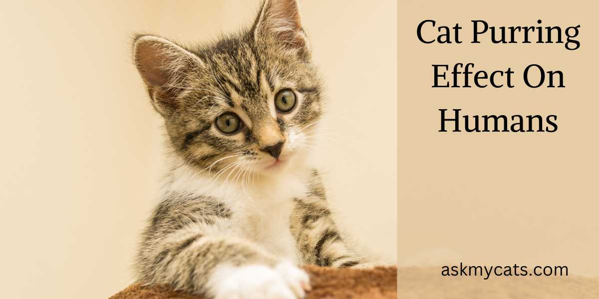 Cat Purring Effect On Humans: The Power of Cat Purring