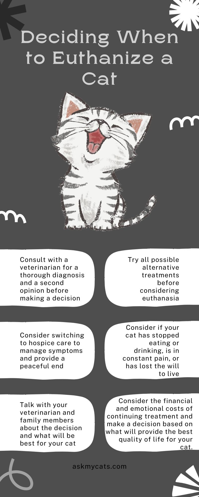 Deciding When to Euthanize a Cat (Infographic)