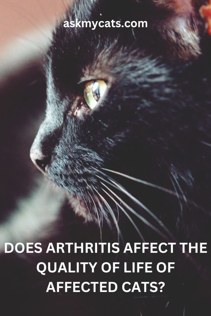 Does Arthritis Affect The Quality Of Life Of Affected Cats