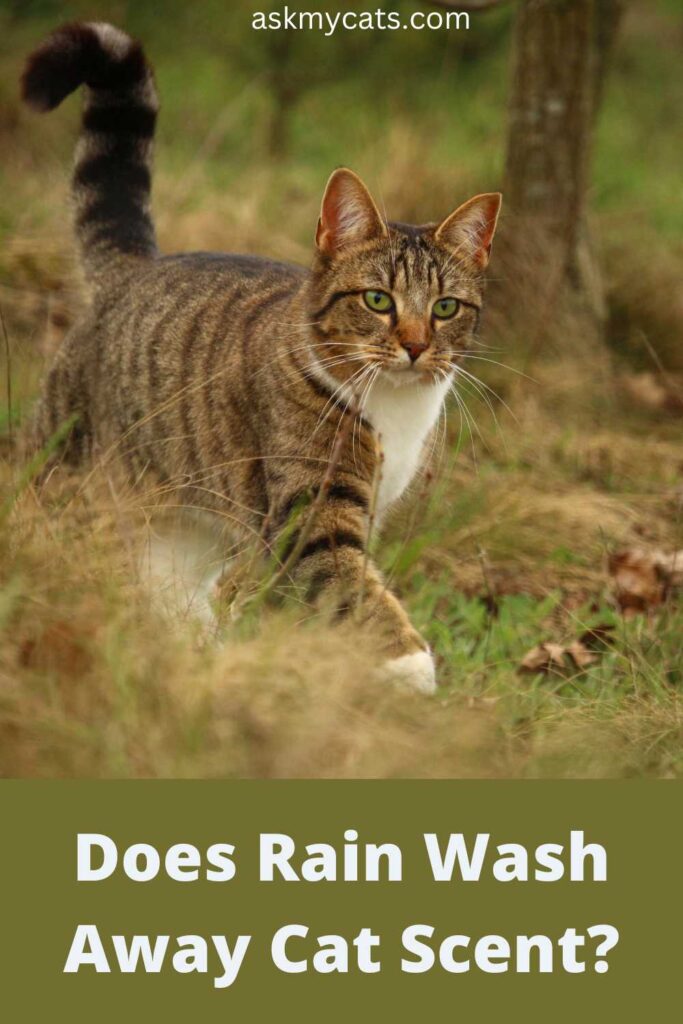 Does Rain Wash Away Cat Scent?