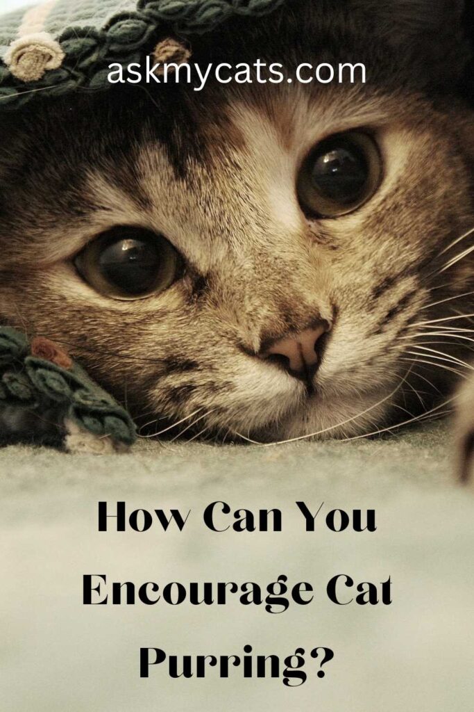 How Can You Encourage Cat Purring?