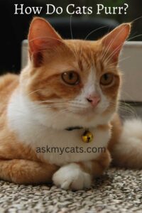 Why Do Cats Purr? The Science of Cat Purring