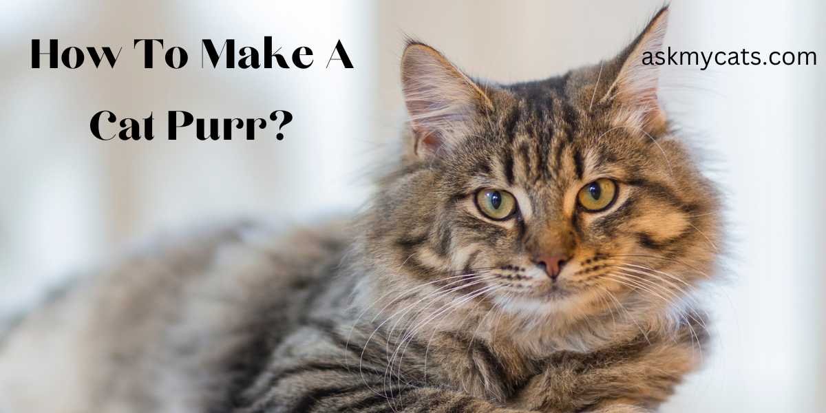 How To Make A Cat Purr?: 7 Simple Tricks