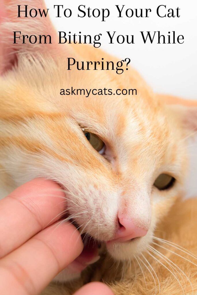 How To Stop Your Cat From Biting You While Purring?
