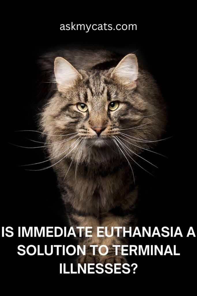 Is Immediate Euthanasia A Solution To Terminal Illnesses