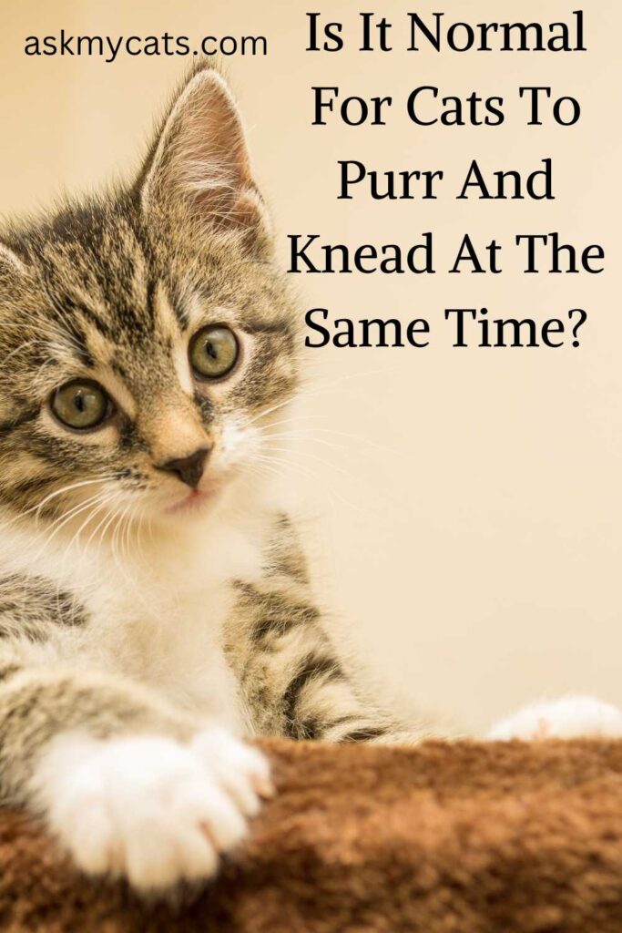 Is It Normal For Cats To Purr And Knead At The Same Time?