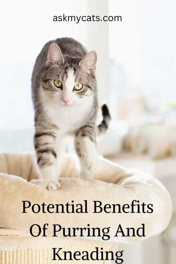 Potential Benefits Of Purring And Kneading