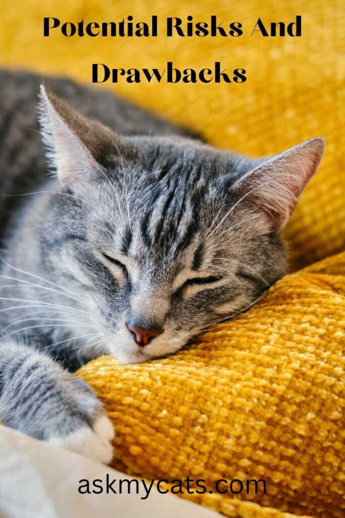 Potential Risks And Drawbacks Of Encouraging Your Cat To Purr