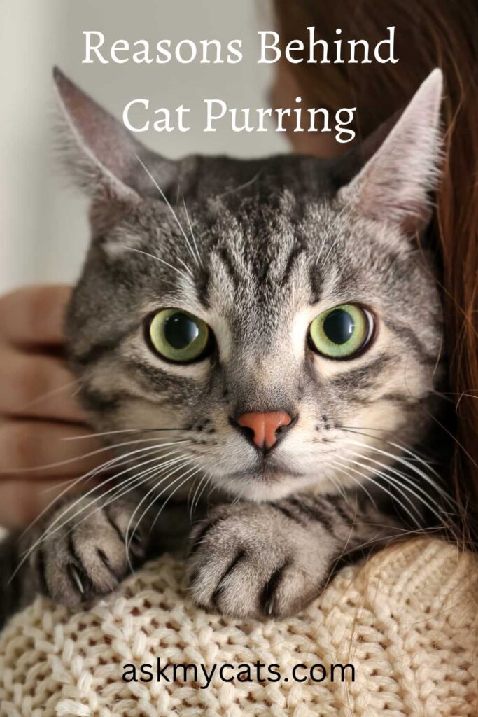 Various Possible Reasons Behind Cat Purring