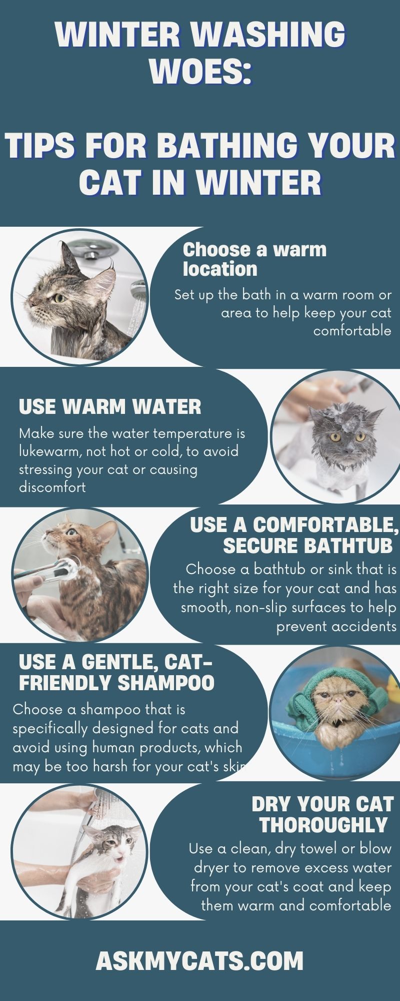 Tips for Bathing Your Cat in Winter (Infographic)