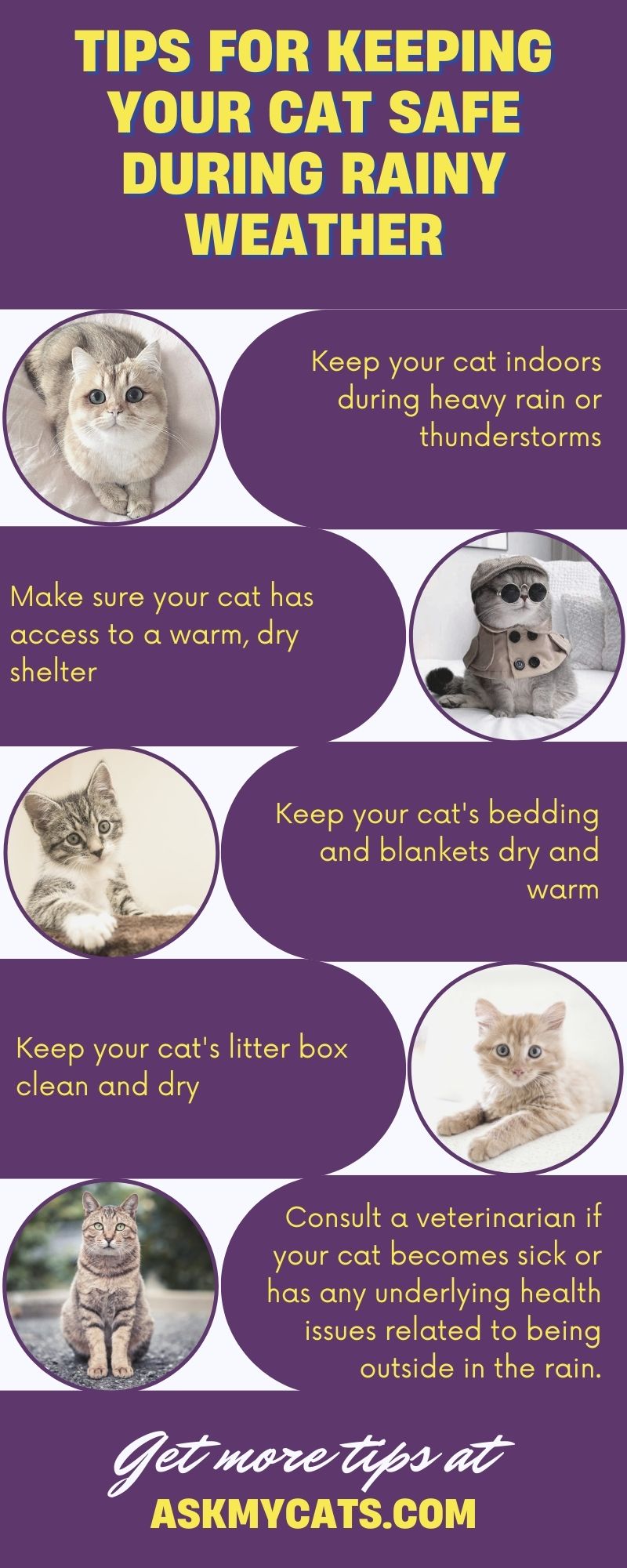 Tips for Keeping Your Cat Safe During Rainy Weather (Infographic)