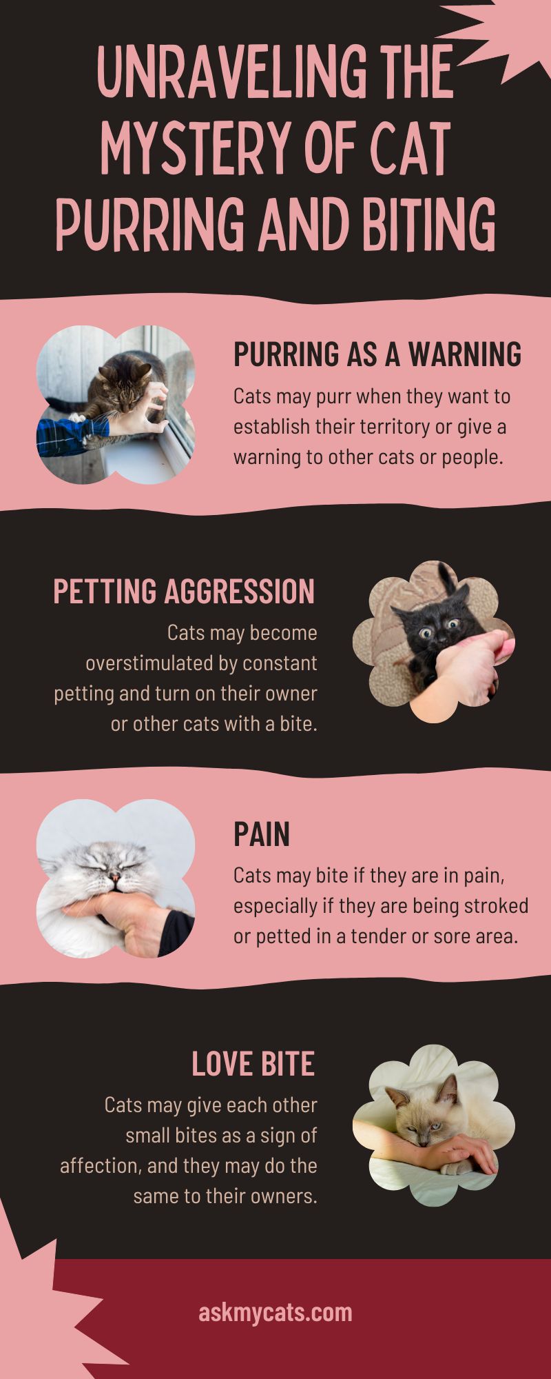 Unraveling the Mystery of Cat Purring and Biting (Infographic)