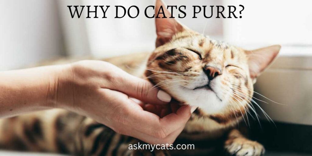 WHY DO CATS PURR?