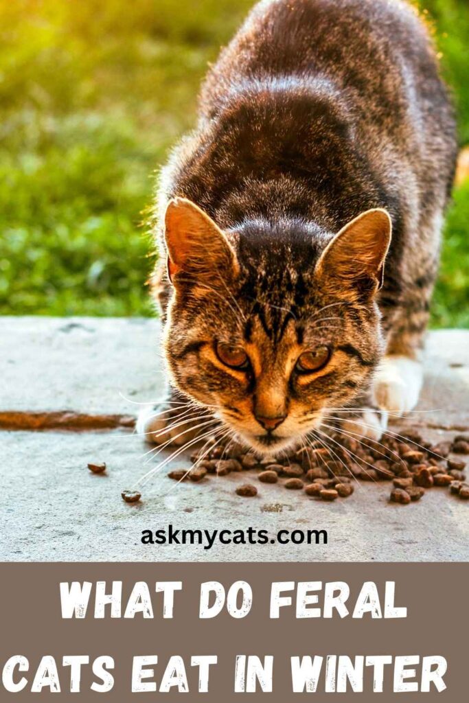 What Do Feral Cats Eat In Winter 
