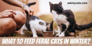 What To Feed Feral Cats In Winter? Expert Advice