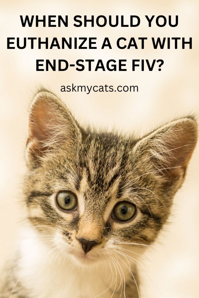 When Should You Euthanize A Cat With End-Stage FIV