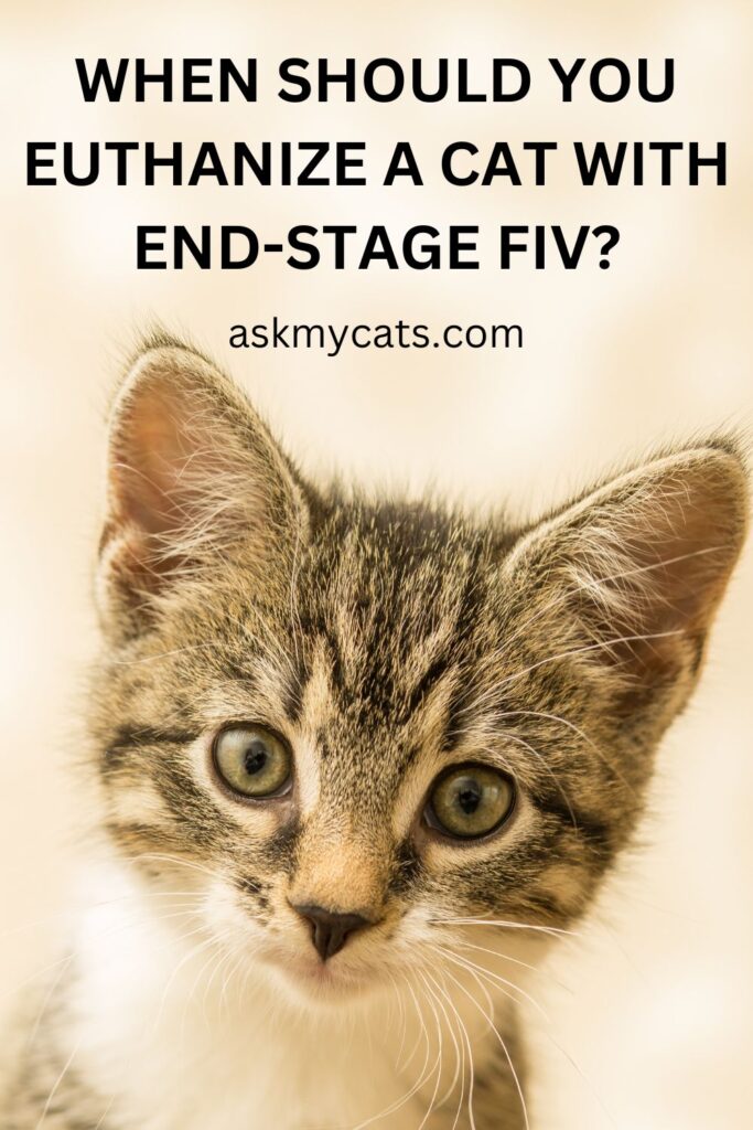 When To Euthanize A Cat With FIV?