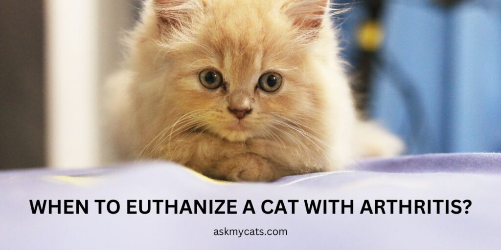 When To Euthanize A Cat With Arthritis