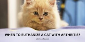 When To Euthanize A Cat With Arthritis?