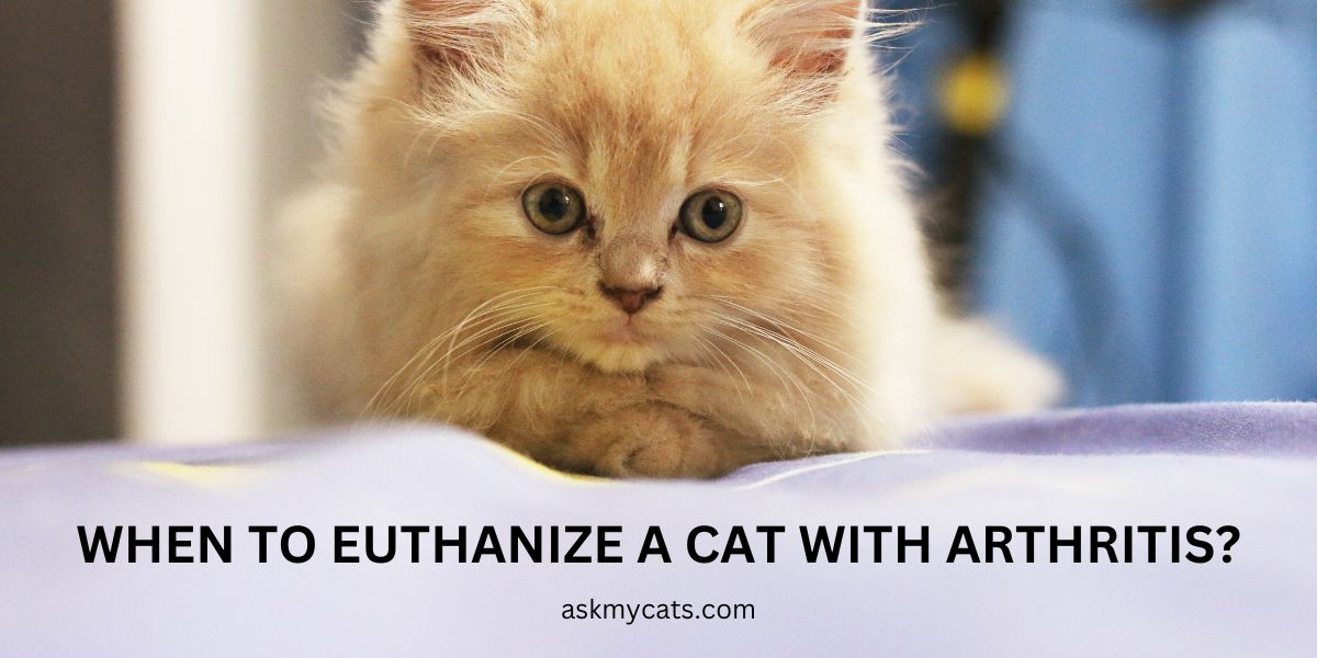 When To Euthanize A Cat With Arthritis?