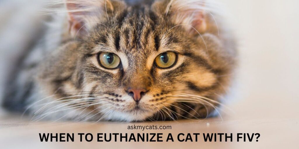 When To Euthanize A Cat With FIV