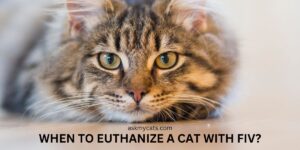 When To Euthanize A Cat With FIV?