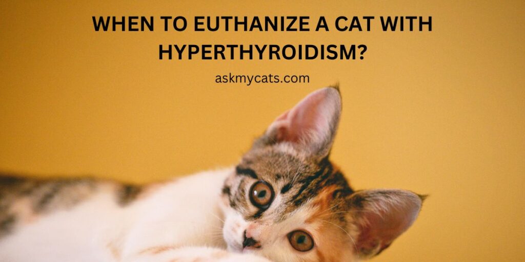 When To Euthanize A Cat With Hyperthyroidism