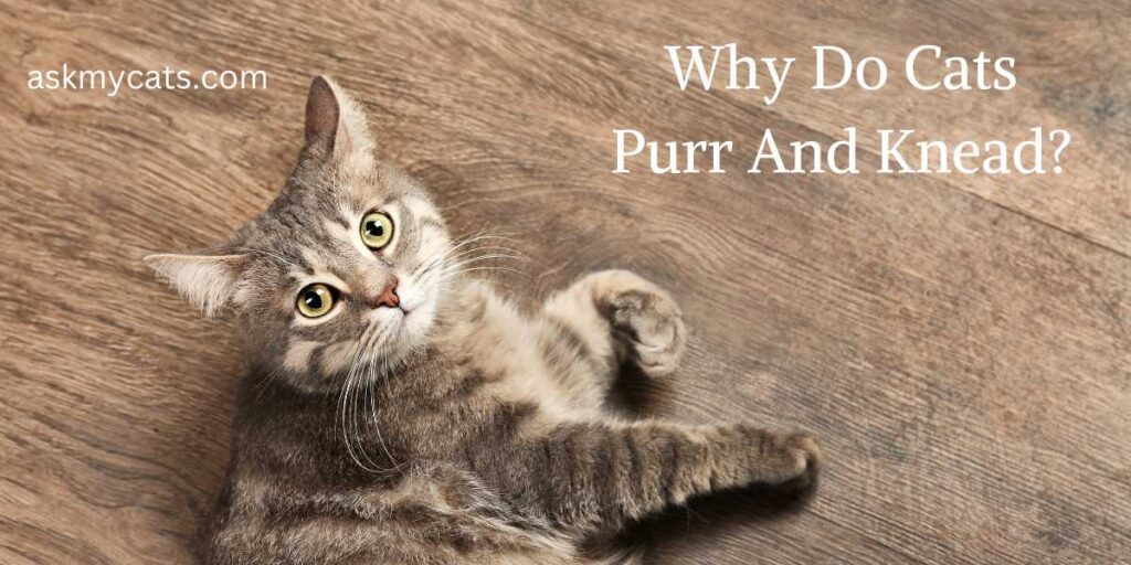 Why Do Cats Purr And Knead?